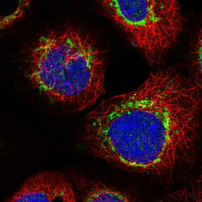 C1orf112 Antibody in Immunocytochemistry (ICC/IF)