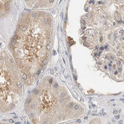 WIPF2 Antibody in Immunohistochemistry (IHC)