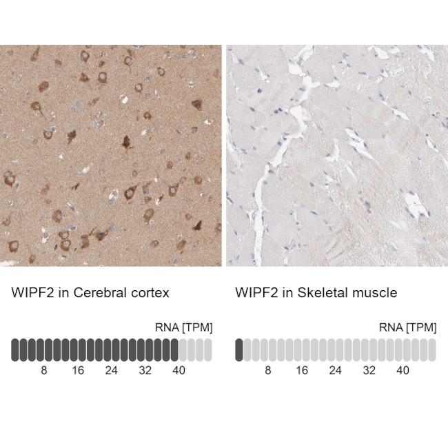 WIPF2 Antibody