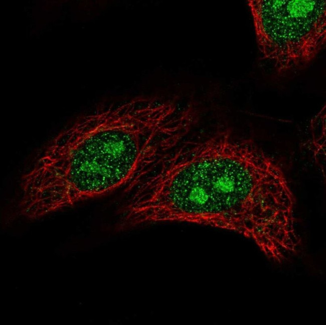 GZF1 Antibody in Immunocytochemistry (ICC/IF)