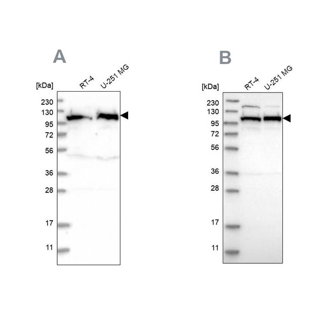 IARS2 Antibody in Western Blot (WB)