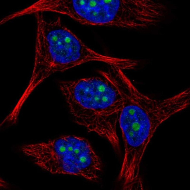 BXDC5 Antibody in Immunocytochemistry (ICC/IF)