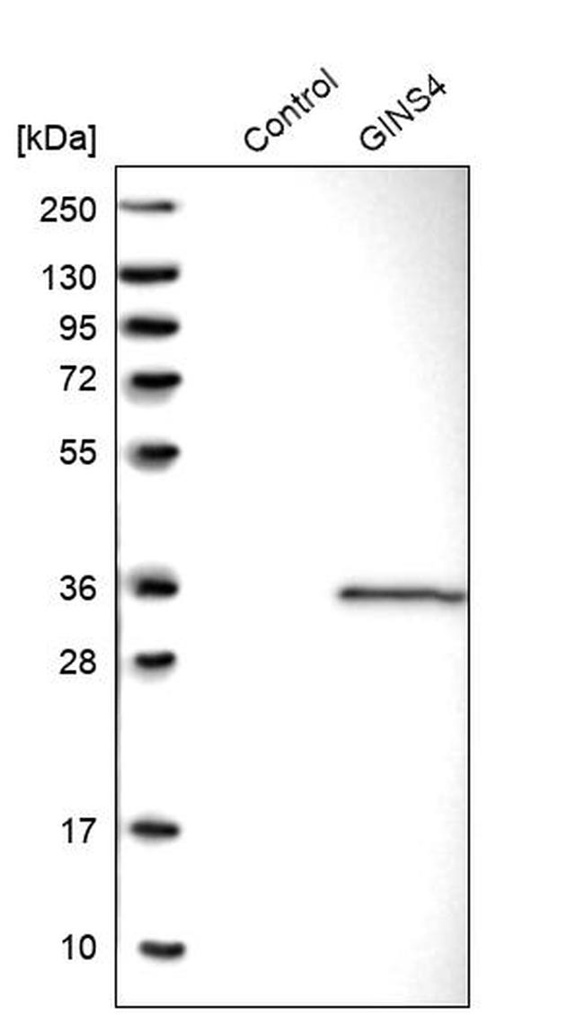 GINS4 Antibody in Western Blot (WB)