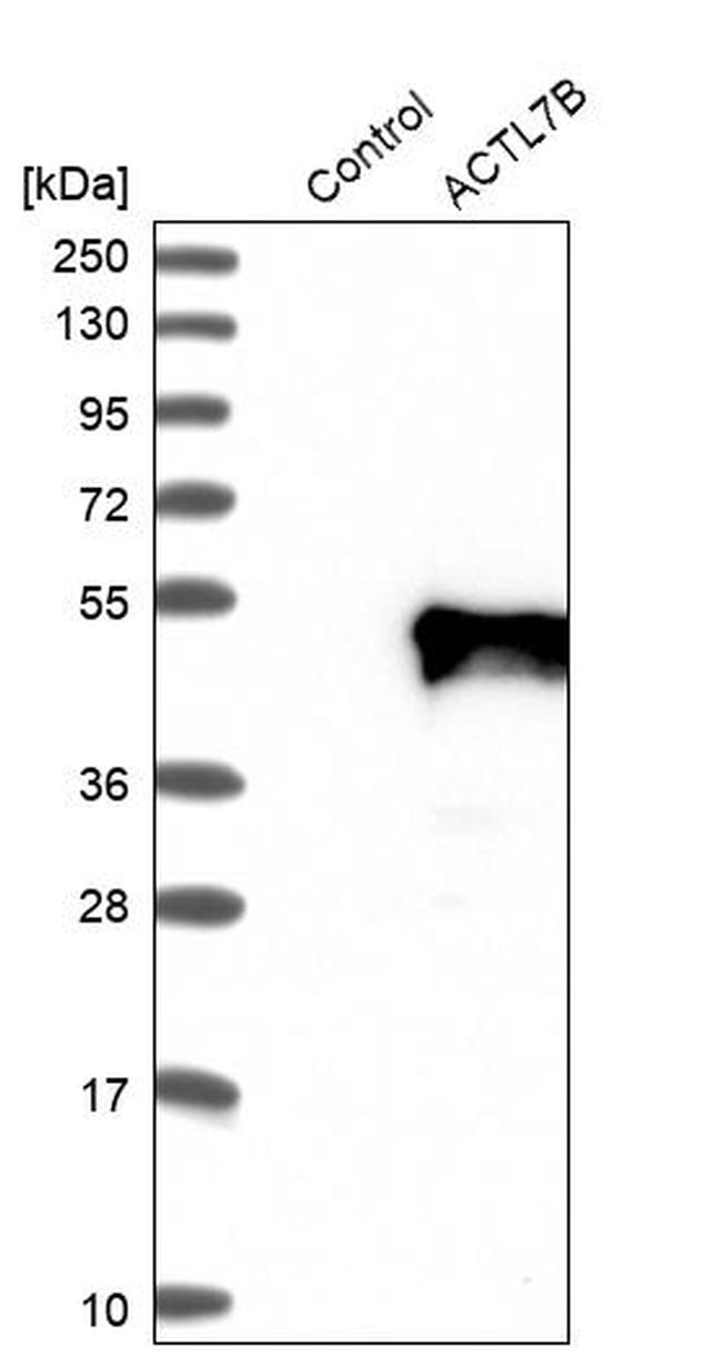 Actin-like 7B Antibody in Western Blot (WB)