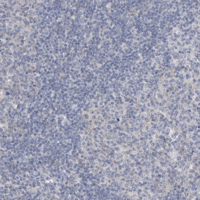 Gephyrin Antibody in Immunohistochemistry (IHC)