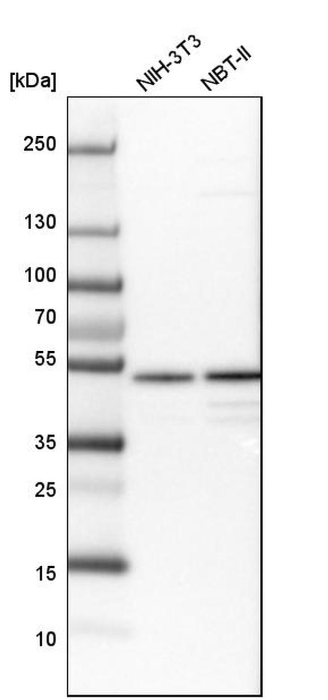 ZNF830 Antibody in Western Blot (WB)