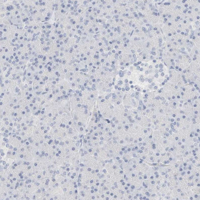 DPYS Antibody in Immunohistochemistry (IHC)