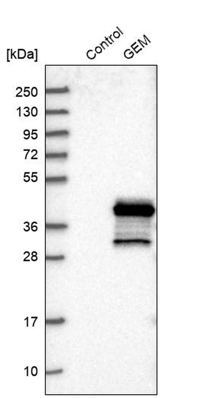 GEM Antibody in Western Blot (WB)