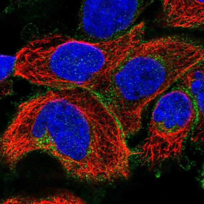 SLC19A1 Antibody in Immunocytochemistry (ICC/IF)