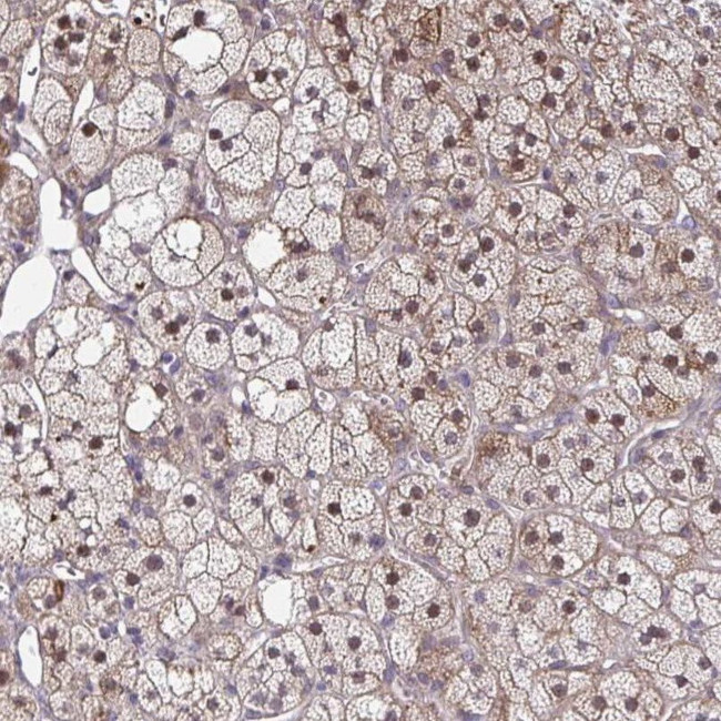 MAF1 Antibody in Immunohistochemistry (IHC)