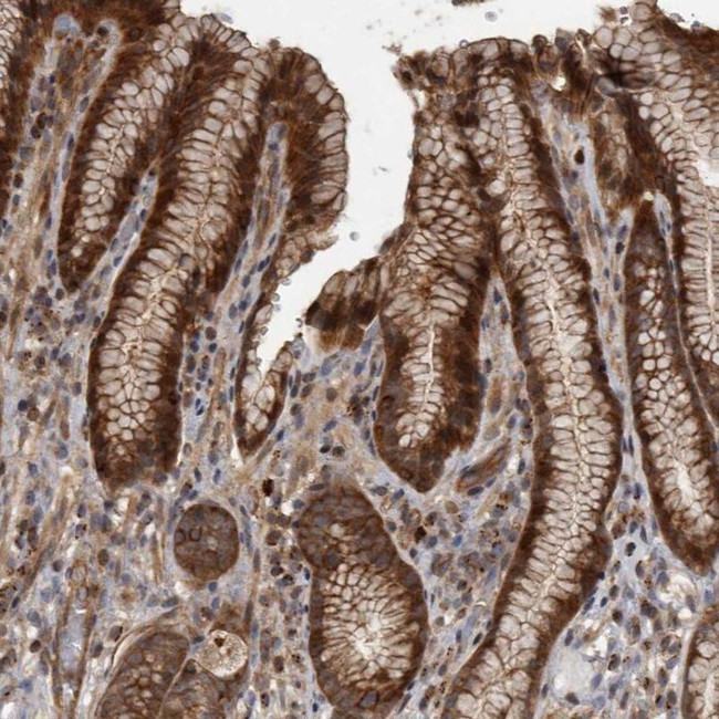 XKR6 Antibody in Immunohistochemistry (IHC)