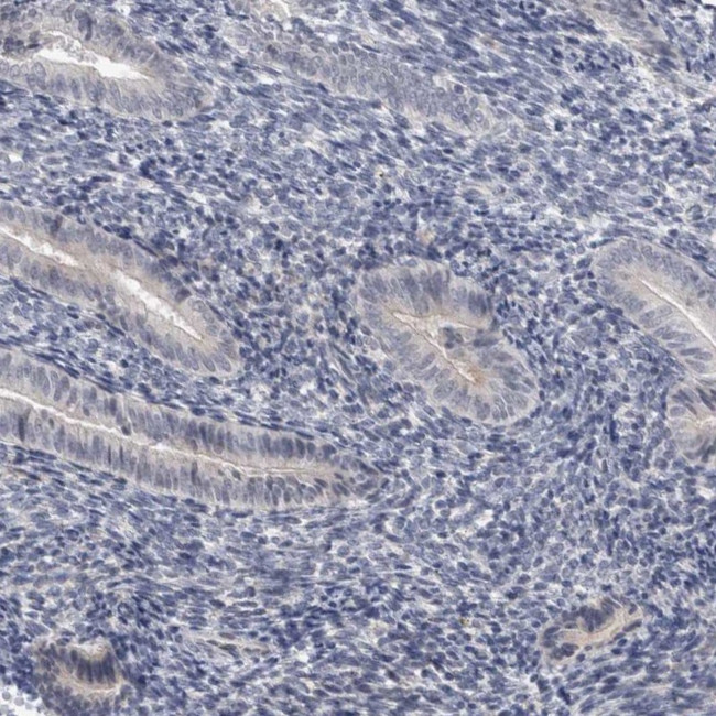 ACTRT2 Antibody in Immunohistochemistry (IHC)