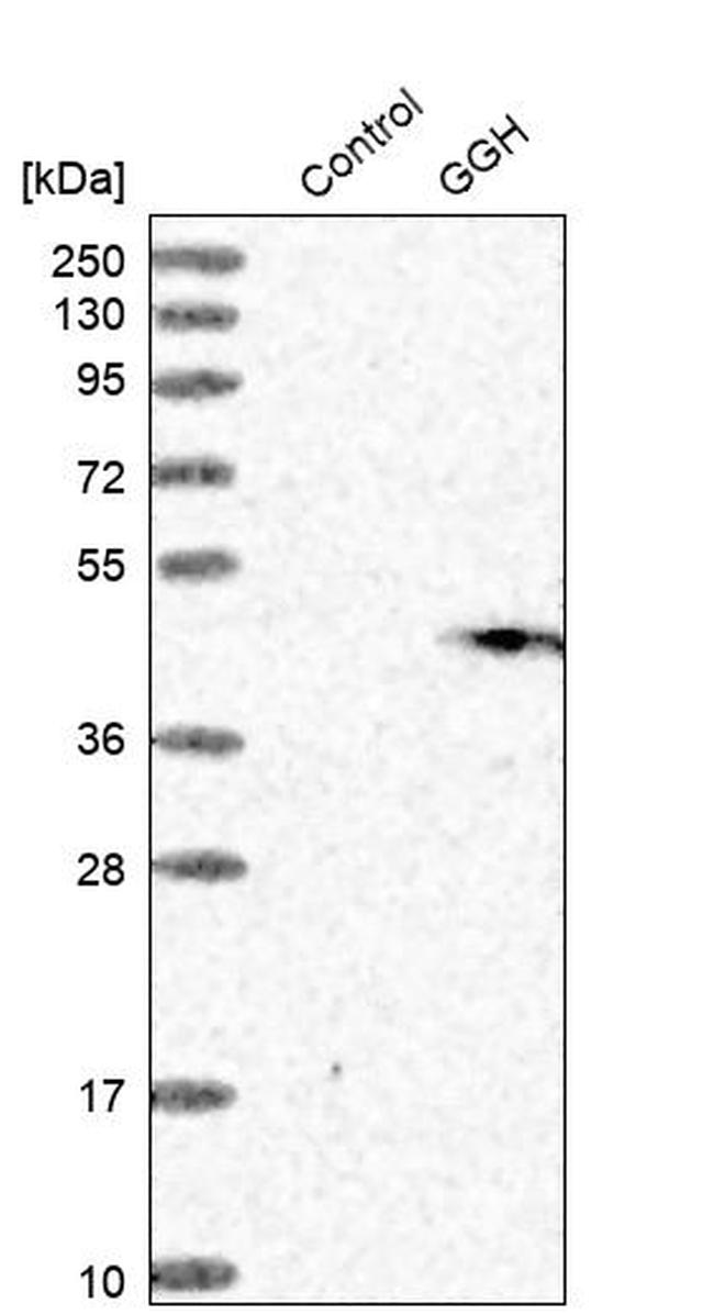 GGH Antibody in Western Blot (WB)