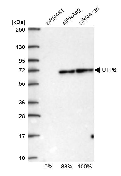 UTP6 Antibody