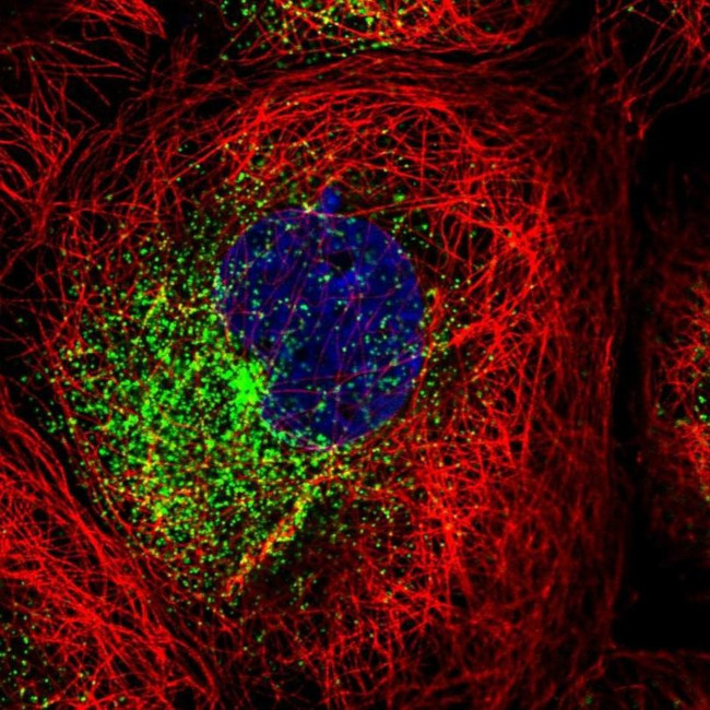 RAB11FIP1 Antibody in Immunocytochemistry (ICC/IF)