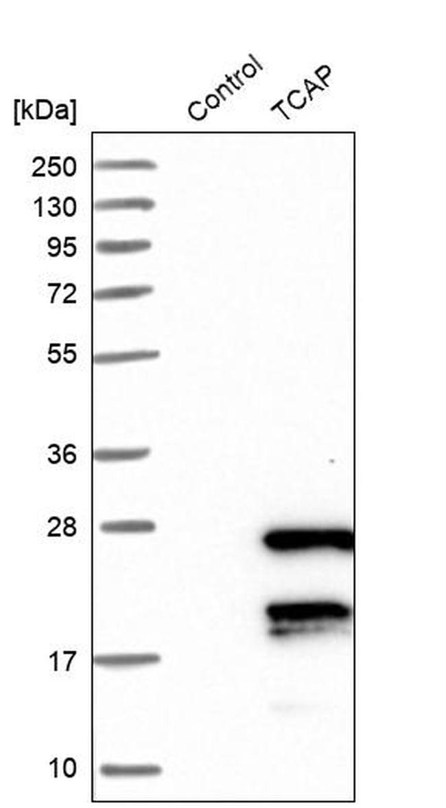 TCAP Antibody in Western Blot (WB)