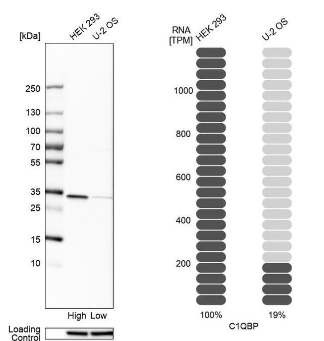 C1QBP Antibody in Western Blot (WB)