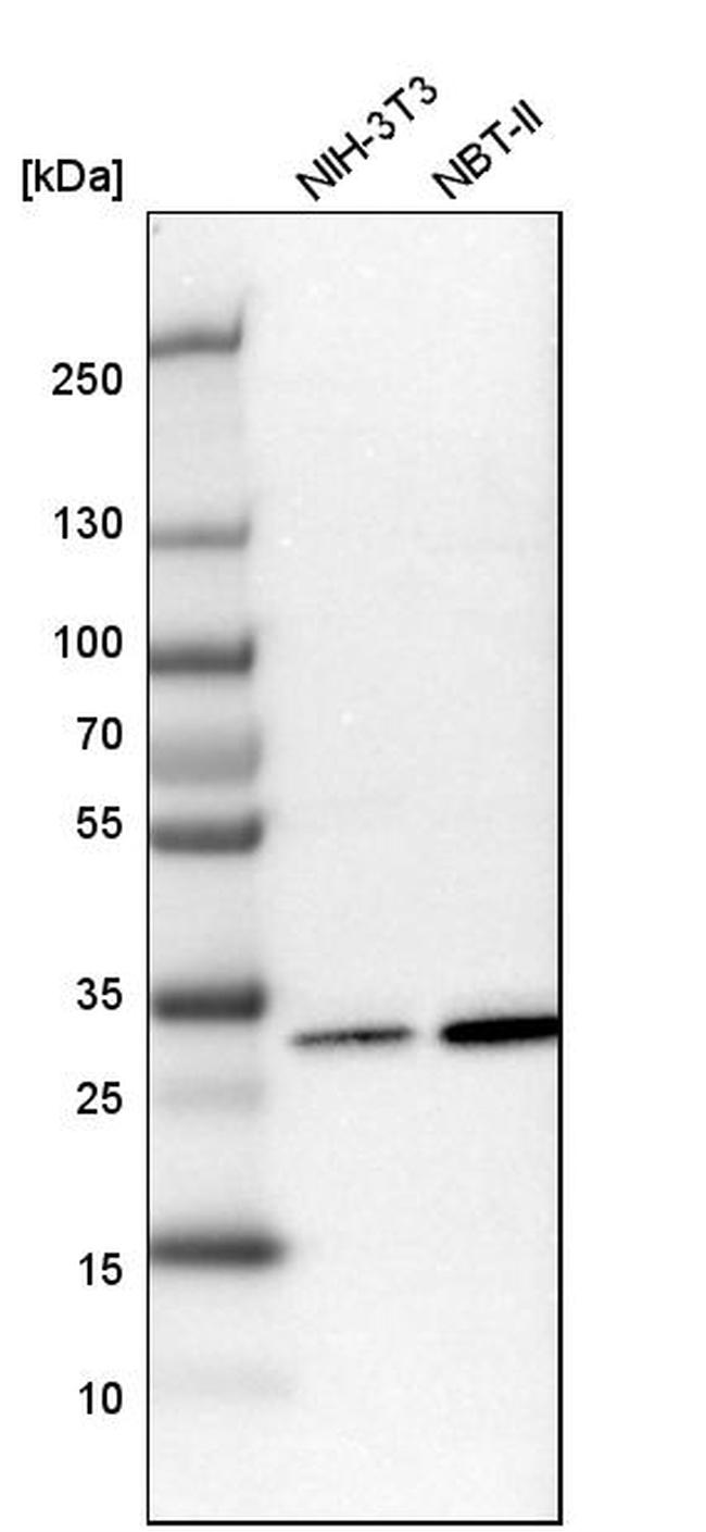 C1QBP Antibody in Western Blot (WB)