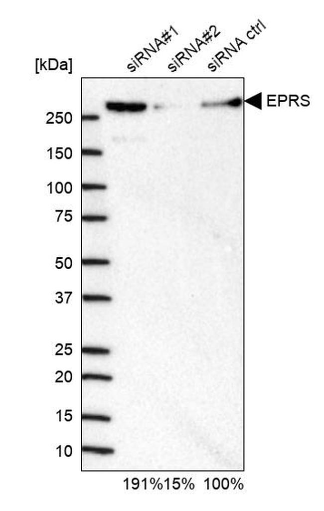 EPRS Antibody in Western Blot (WB)