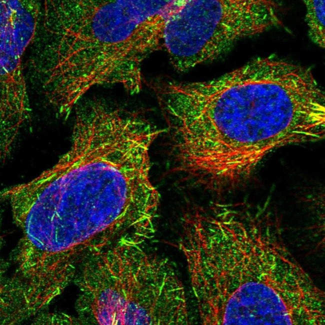 CAMSAP2 Antibody in Immunocytochemistry (ICC/IF)