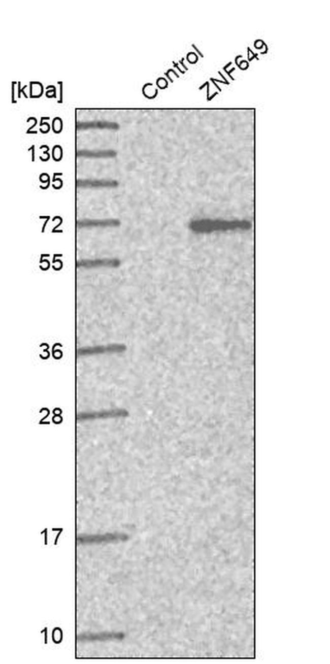 ZNF649 Antibody in Western Blot (WB)