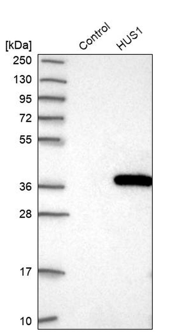 HUS1 Antibody in Western Blot (WB)