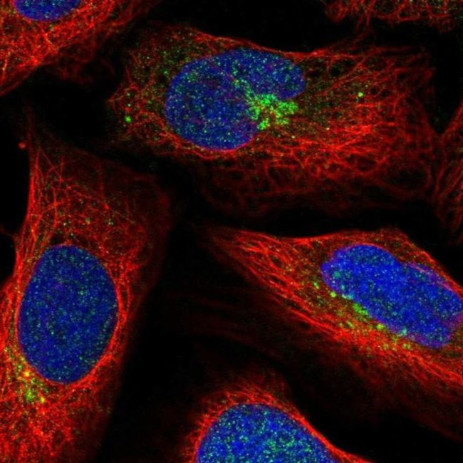 SLC35C2 Antibody in Immunocytochemistry (ICC/IF)