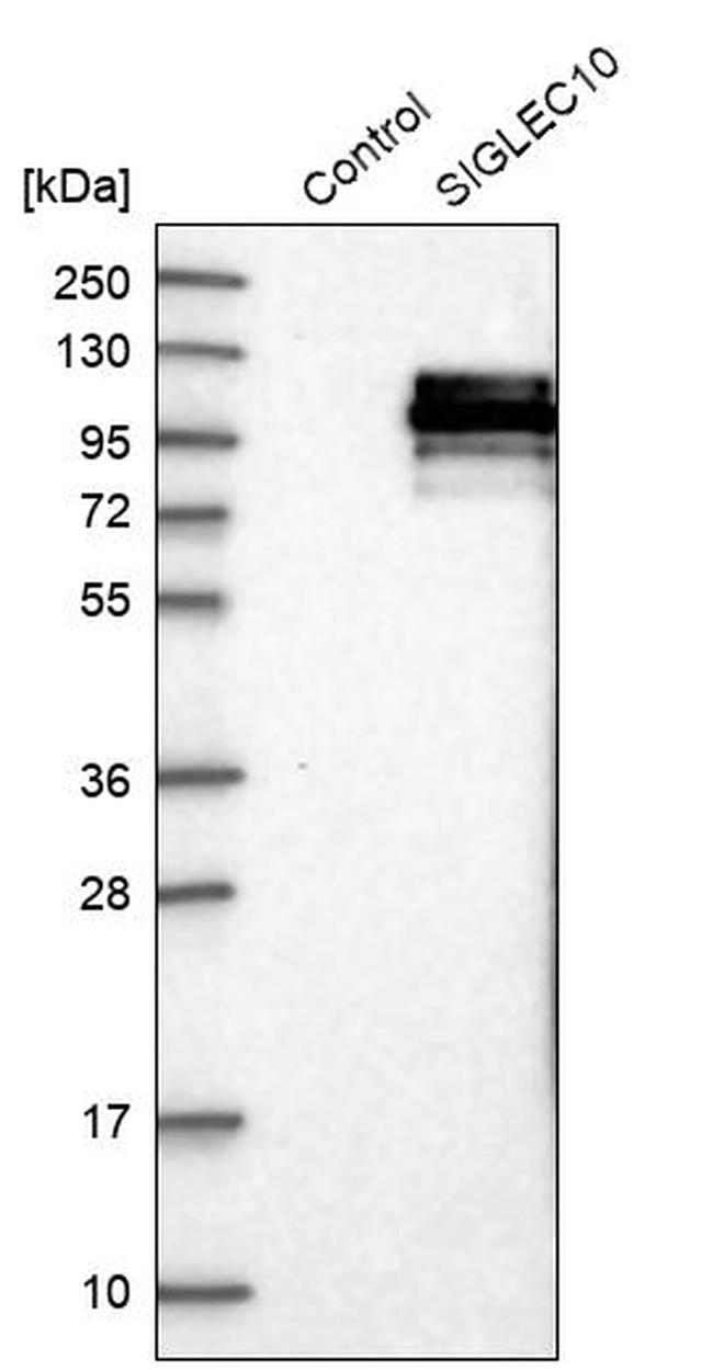 SIGLEC10 Antibody in Western Blot (WB)