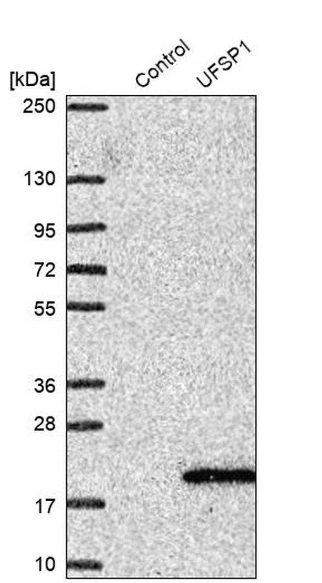 UFSP1 Antibody in Western Blot (WB)