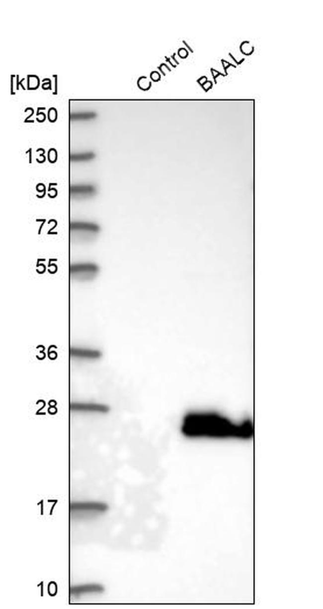 BAALC Antibody in Western Blot (WB)