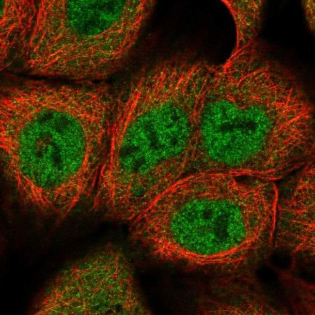 DCAF8 Antibody in Immunocytochemistry (ICC/IF)