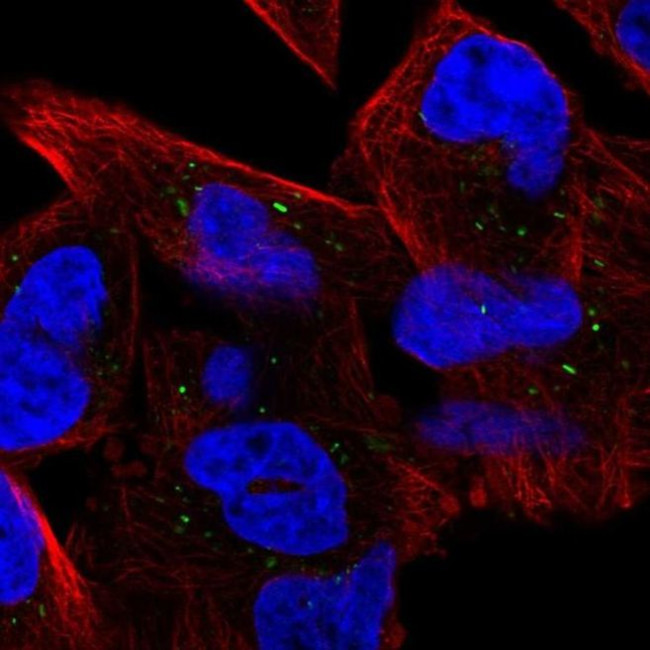 UBE3D Antibody in Immunocytochemistry (ICC/IF)