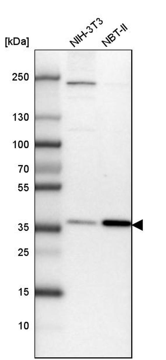 Lass2 Antibody in Western Blot (WB)