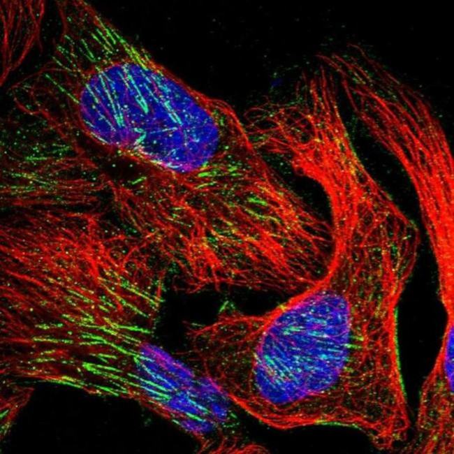 WDR47 Antibody in Immunocytochemistry (ICC/IF)