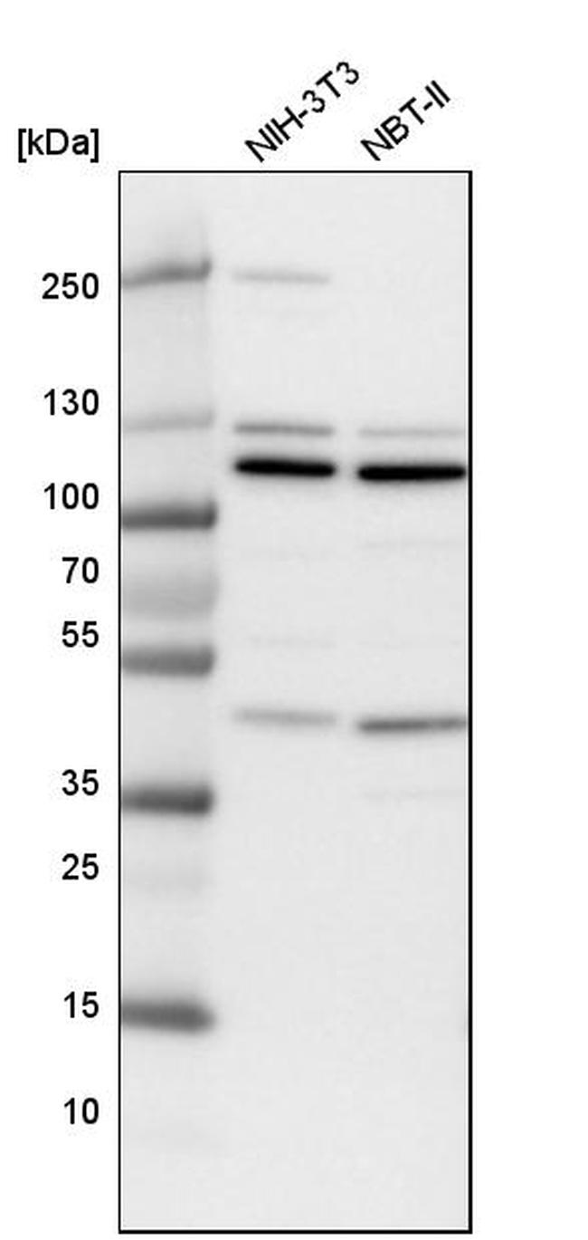 NUP43 Antibody in Western Blot (WB)