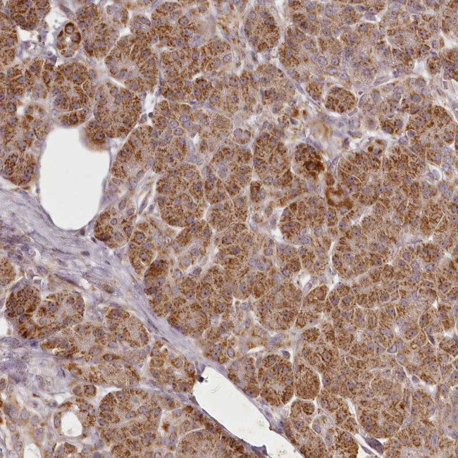 CHCHD2 Antibody in Immunohistochemistry (IHC)