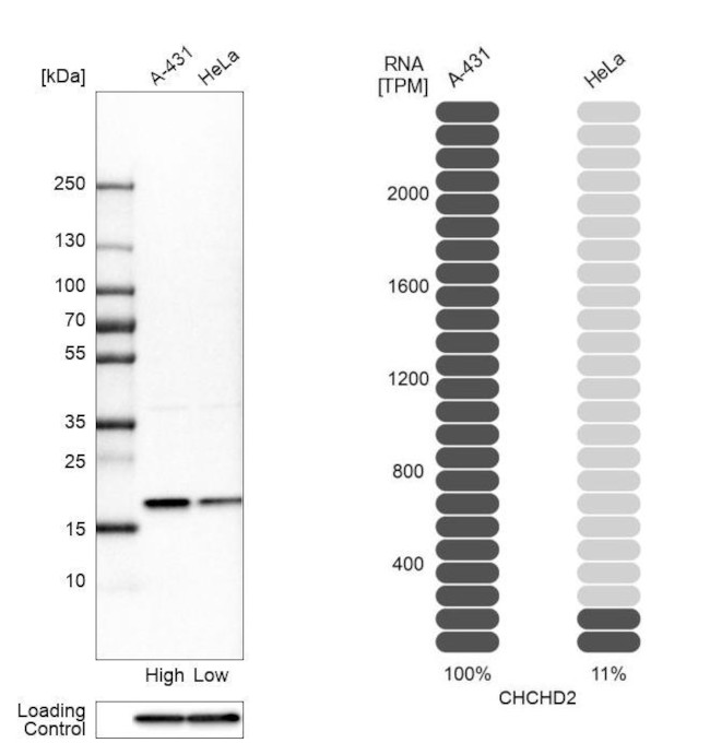 CHCHD2 Antibody