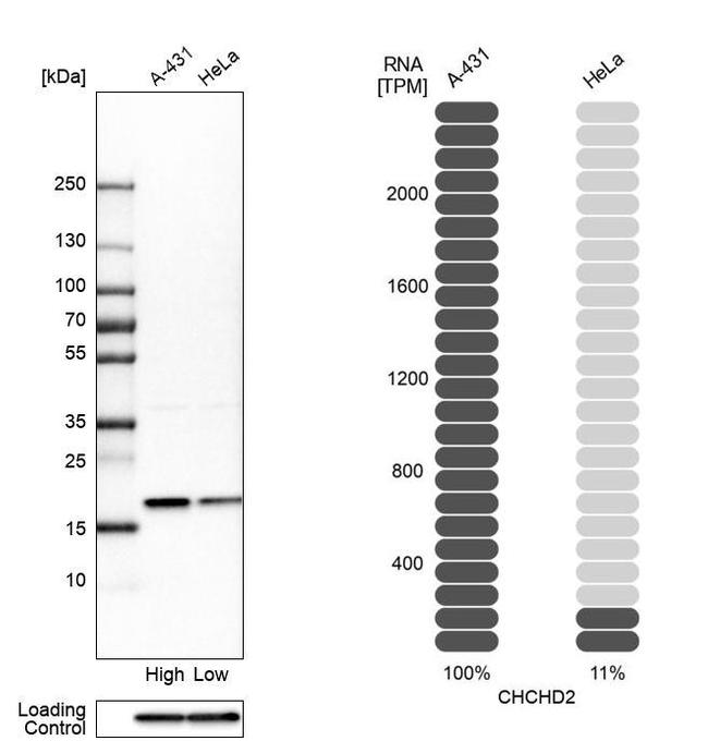 CHCHD2 Antibody in Western Blot (WB)