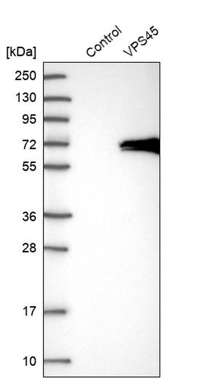 VPS45 Antibody in Western Blot (WB)