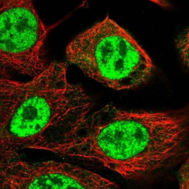 PPP1R8 Antibody in Immunocytochemistry (ICC/IF)