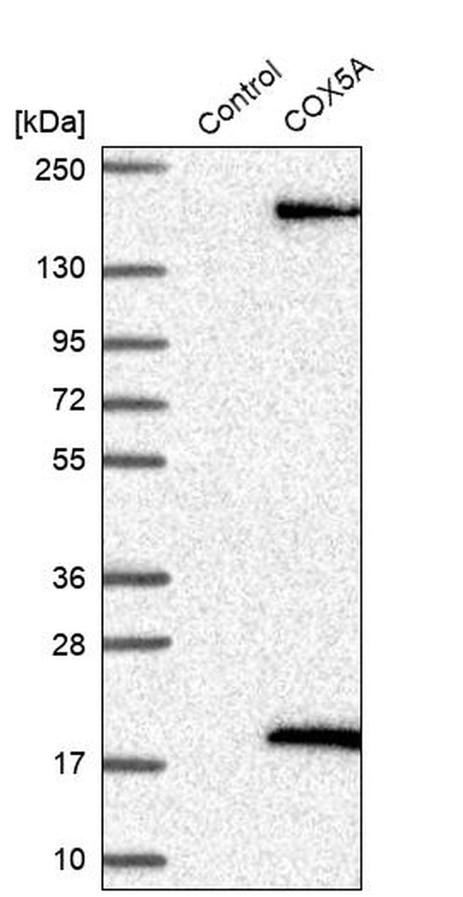 COX5A Antibody in Western Blot (WB)