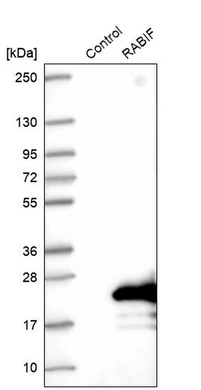 RABIF Antibody in Western Blot (WB)