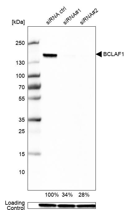 BCLAF1 Antibody