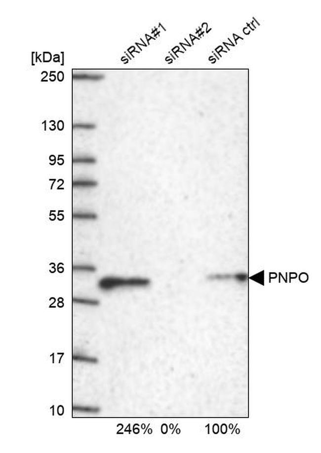 PNPO Antibody in Western Blot (WB)