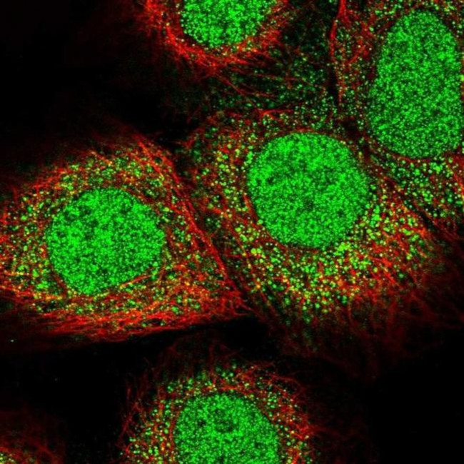 LARP7 Antibody in Immunocytochemistry (ICC/IF)