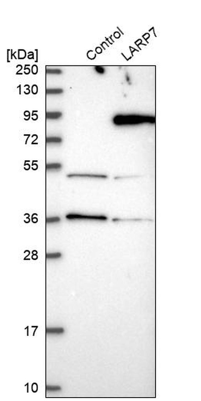 LARP7 Antibody in Western Blot (WB)