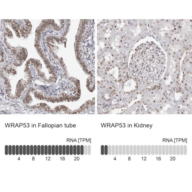 WRAP53 Antibody