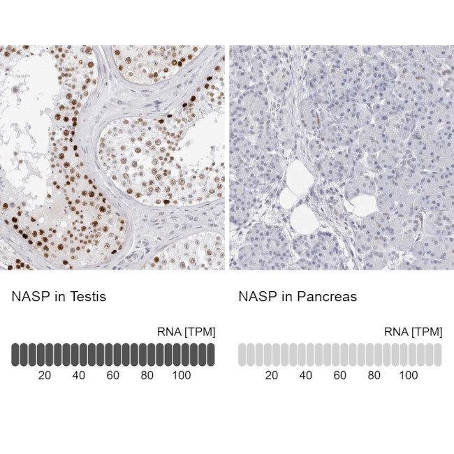 NASP Antibody