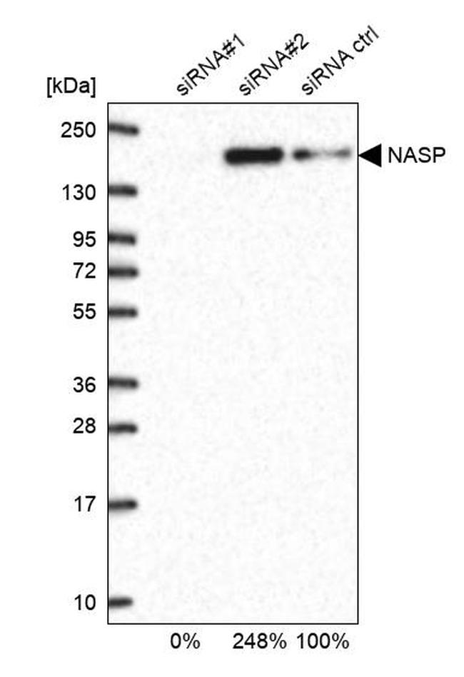 NASP Antibody in Western Blot (WB)