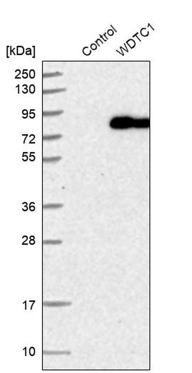 WDTC1 Antibody in Western Blot (WB)